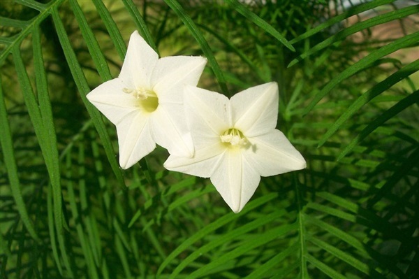 ดาวนายร้อยสีขาว  white Quamoclit pennata seeds | ไม้ดอกออนไลน์ - บางใหญ่ นนทบุรี
