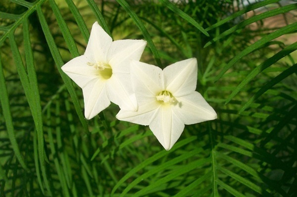 ดาวนายร้อยสีขาว  white Quamoclit pennata seeds