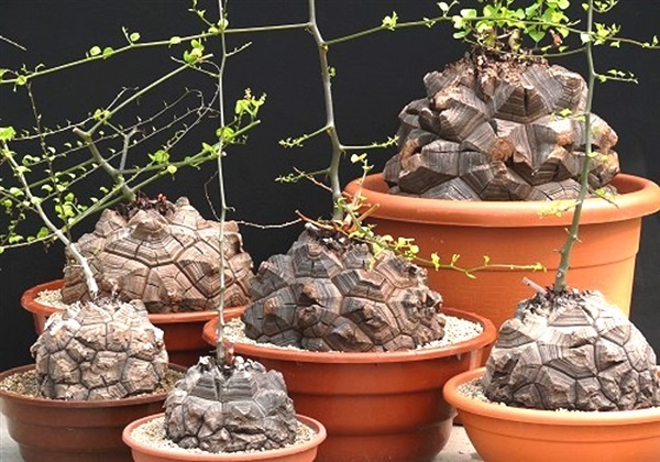 ไม้โขด กระดองเต่า เท้าช้าง  Dioscorea elephantipes | ไม้ดอกออนไลน์ - บางใหญ่ นนทบุรี