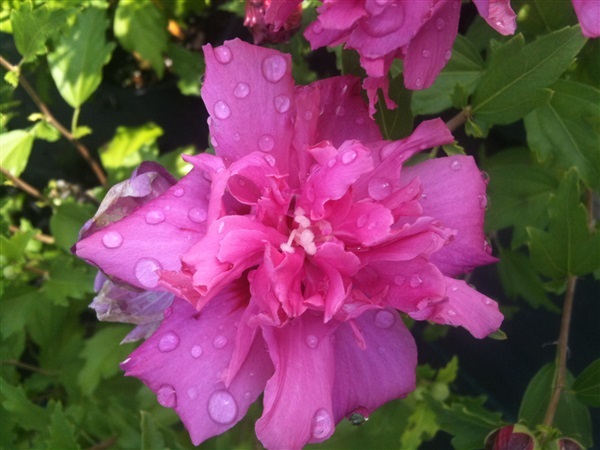ชบาคาร์เนชั่นสีชมพู pink double Rose of sharon | ไม้ดอกออนไลน์ - บางใหญ่ นนทบุรี