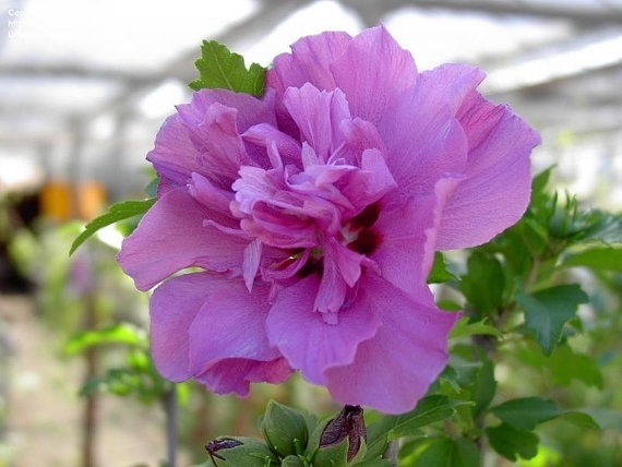 ชบาคาร์เนชั่นสีม่วง Purple Double Rose Of Sharon โดยไม้ดอกออนไลน์ อ.บางใหญ่  จ.นนทบุรี รหัสสินค้า 260556