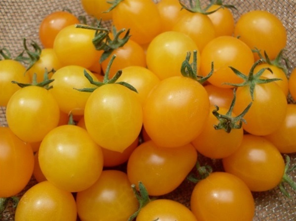 มะเขือเทศเชอรี่ สีเหลือง  yellow potted tomato | ไม้ดอกออนไลน์ - บางใหญ่ นนทบุรี