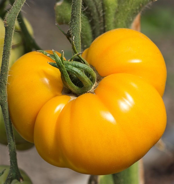 มะเขือเทศแบรนด์ดี้ วาย สีเหลือง  Yellow brandywine tomato | ไม้ดอกออนไลน์ - บางใหญ่ นนทบุรี