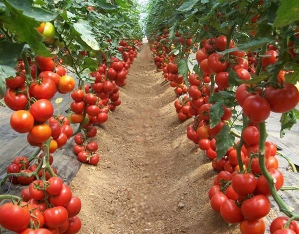มะเขือเทศต้น ไตรฟอแมนด้า Tsifomandra Tomato Seeds | ไม้ดอกออนไลน์ - บางใหญ่ นนทบุรี