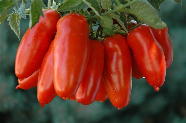 มะเขือเทศซาน มาซาโน่  San marzano Tomato | ไม้ดอกออนไลน์ - บางใหญ่ นนทบุรี