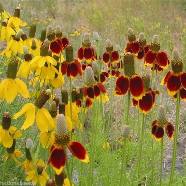 ดอกแม๊กซิกัน แฮท คละสี Mexican Hat Mixed 