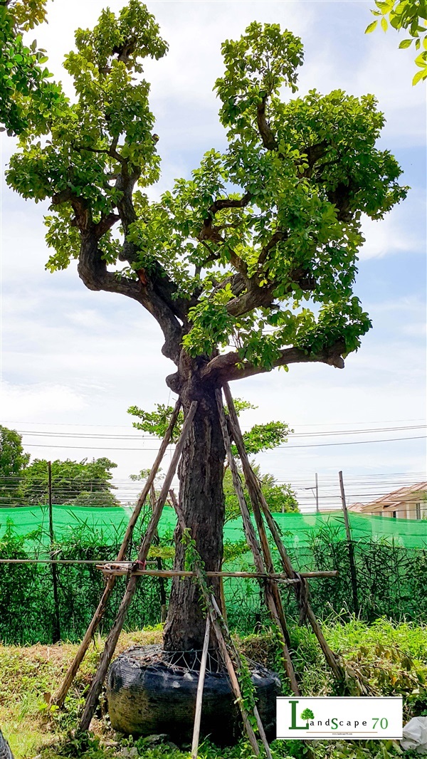 พยอม (1) | landscape70 -  นนทบุรี