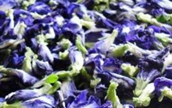 ชาดอกอัญชัน Butterfly Pea Tea | ไบโอคอนซูมเมอ โปรดักซ์ - ดอนเมือง กรุงเทพมหานคร