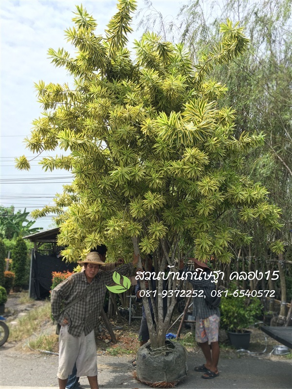 ซองออฟอินเดีย |  สวนบ้านกนิษฐา คลอง 15 - องครักษ์ นครนายก