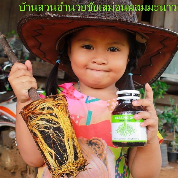 Amazing Gor Rooting Jel ยาเร่งราก | บ้านสวนอำนวยชัย เลม่อนผสมมะนาว -  จันทบุรี