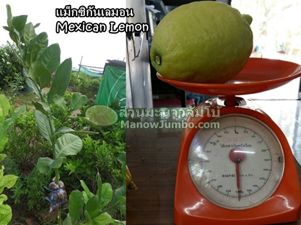 กิ่งตอน แม็กซิกันเลมอน Mexican Lemon