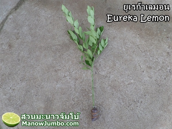 กิ่งตอน ยูเรก้าเลมอน Eureka Lemon