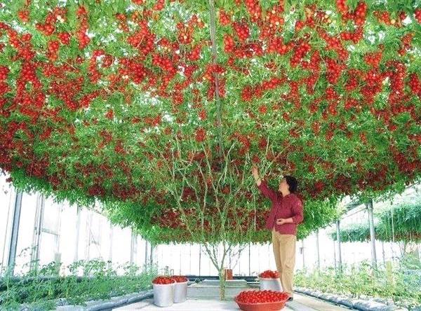 (Big Pack) มะเขือเทศต้นอิตาเลี่ยน - Italian Tree Tomato | ศูนย์รวมพันธ์พืช-ผักแปลกหายากนำเข้า - ขาณุวรลักษบุรี กำแพงเพชร