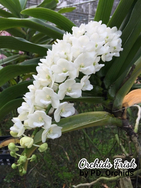 ไม้ขวด ช้างเผือก PD | Orchids Frisk by PD.orchids - วัฒนา กรุงเทพมหานคร