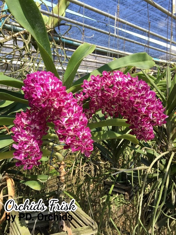 ไม้ขวด ช้างพลาย PD | Orchids Frisk by PD.orchids - วัฒนา กรุงเทพมหานคร