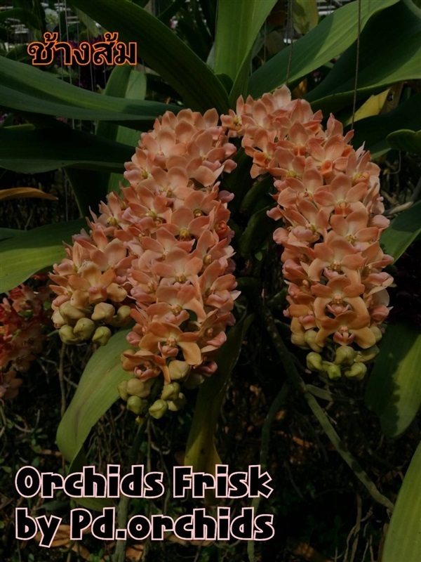ไม้ขวด ช้างส้ม PD  | Orchids Frisk by PD.orchids - วัฒนา กรุงเทพมหานคร