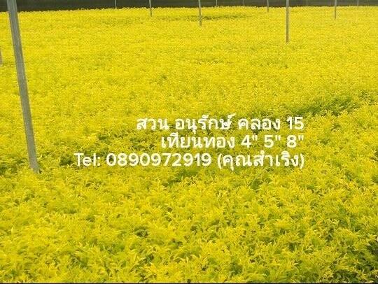 ต้นเทียนทอง | สวน อนุรักษ์พันธุ์ไม้ คลอง 15 - องครักษ์ นครนายก