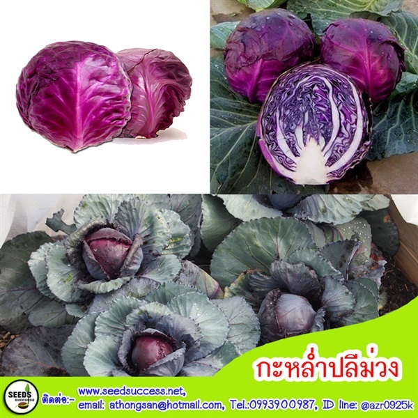 กะหล่ำปลี ม่วง (Red Cabbage) / 100 เมล็ด | seedsuccess (ซีดซักเซส) - เขื่องใน อุบลราชธานี