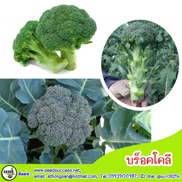 บร็อคโคลี่ (Broccoli) / 100 เมล็ด