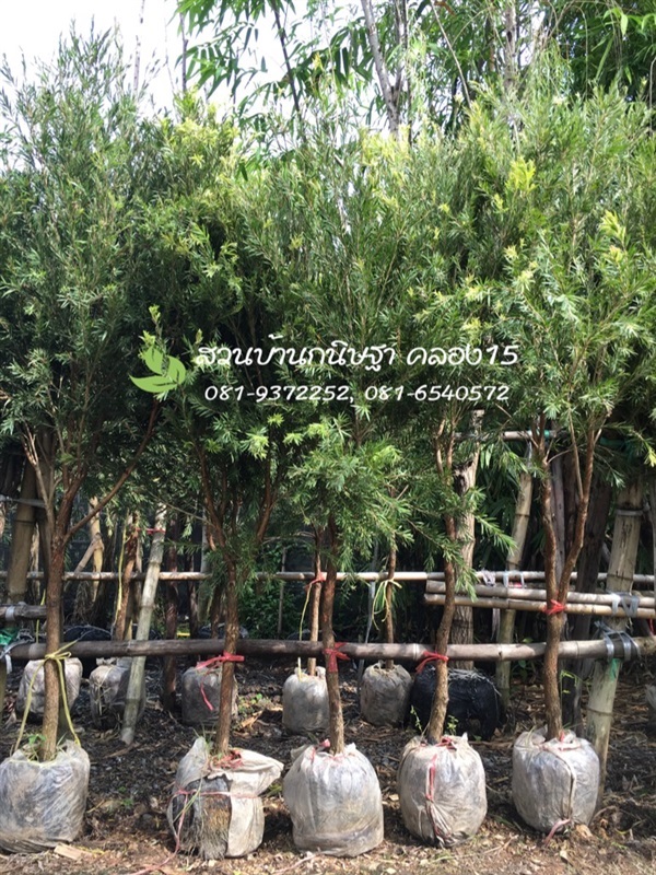 แปรงล้างขวด |  สวนบ้านกนิษฐา คลอง 15 - องครักษ์ นครนายก