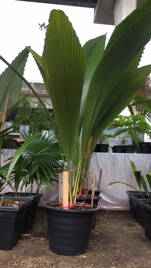 Johannesteijsmannia altrifrons หรือ บังสูรย์ | palmseeds -  ระนอง