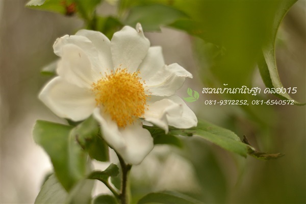 ไข่ดาว |  สวนบ้านกนิษฐา คลอง 15 - องครักษ์ นครนายก