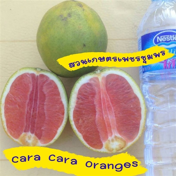 ส้มคารา คารา cara cara orange | กล้าไม้แม่ขนตางอน - ลาดพร้าว กรุงเทพมหานคร