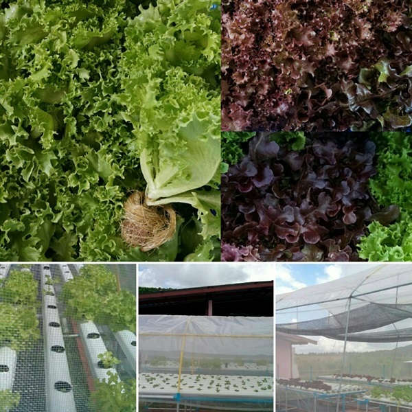 ขายผักไฮโดร กรีนโอ็ค เรดโอ็ค เรดคอรัล ฟินเล่ย์ จากชลบุรี | organic_farm - บ้านบึง ชลบุรี