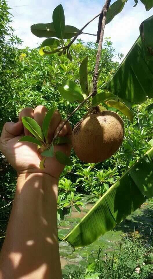 ละมุดยักษ์สาลี่