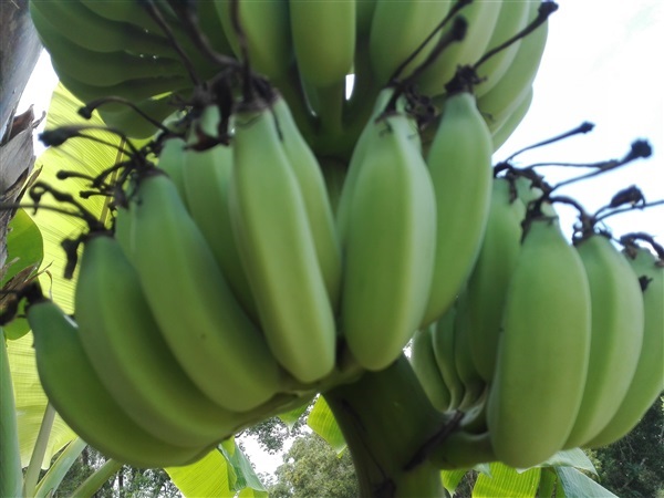 หน่อกล้วยพันธ์ทองเศรษฐี | จิรดา ฟาร์ม - เมืองระยอง ระยอง