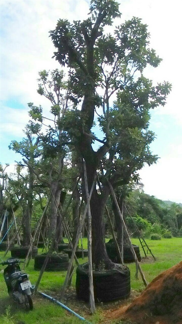 ต้นพยอม | สวนทวีวัฒน์พันธุ์ไม้ - ปราณบุรี ประจวบคีรีขันธ์