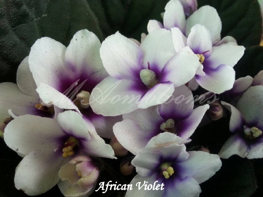 African violet | MAomblooms - แม่เมาะ ลำปาง
