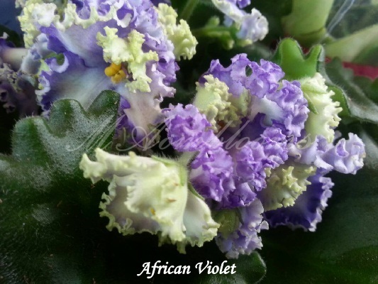 African violet Curly Ocean | MAomblooms - แม่เมาะ ลำปาง