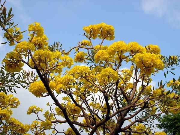 ต้นเหลืองปรีดียาธร | เพชรรัตน์ปาล์ม - วิเศษชัยชาญ อ่างทอง