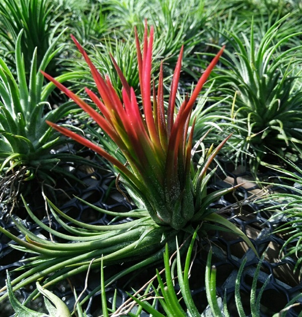 ทิลแลนเซีย Tillandsia v.stricta | สวนคุณเล็กพันธุ์ไม้ - นครชัยศรี นครปฐม