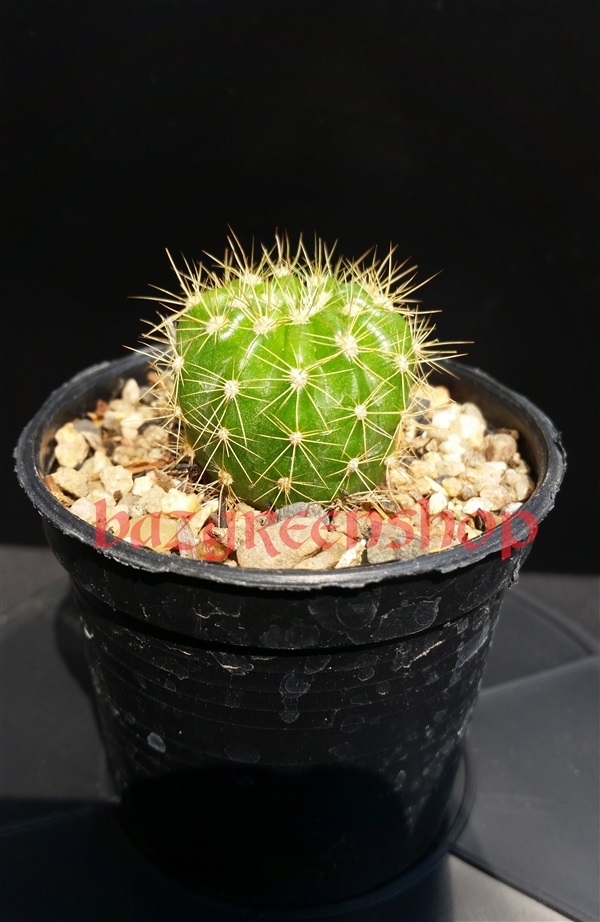 กระบองเพชร ดาวล้อมเดือน Echinopsis calochlroa | บัสกรีนช้อป -  ปทุมธานี