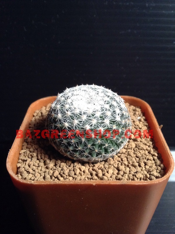 Mammillaria microthele "แมมนกฮูก" | บัสกรีนช้อป -  ปทุมธานี