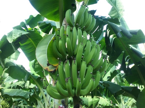 กล้วยหอมทอง | สวนกล้วยหอมทองเกษตรนาวิน - บ้านโฮ่ง ลำพูน