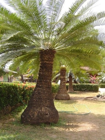 ปรงเขาชะเมา. หรือ. Cycas chamaoensis | palmseeds -  ระนอง