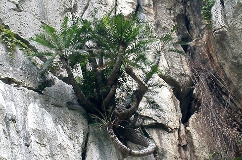 ปรงสระบุรี   หรือ   Cycas tansachana | palmseeds -  ระนอง