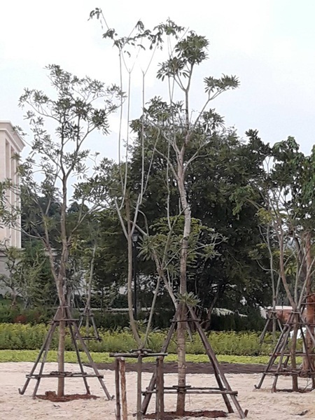 รับจัดสวน | คุณโอ๋พันธุ์ไม้ - เมืองปราจีนบุรี ปราจีนบุรี