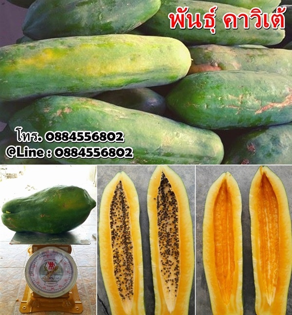 เนื้อเหลือง คาวิเต้ | วีณาเกษตรไทย - ธัญบุรี ปทุมธานี