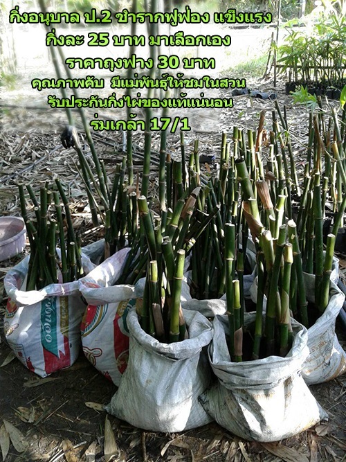 ด้ามกิ่งไผ่ตงลืมแล้ง อนุบาลเข้มแข็งรากฟู ชำในแกลบ อึดทน | สวนไผ่ไร่ธารา ร่มเกล้า17/1 - ลาดกระบัง กรุงเทพมหานคร