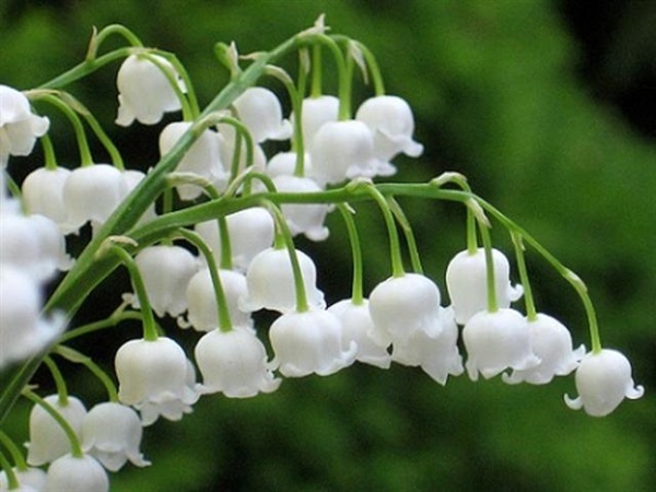 Lily of the Valley ลิลลี่ออฟเดอะวัลเลย์