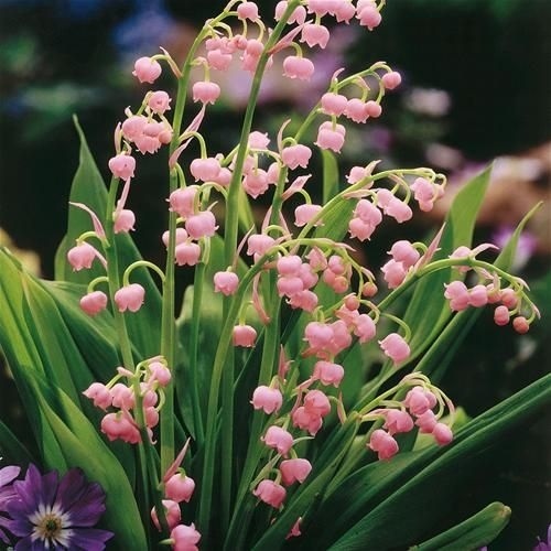 Lily of the Valley ลิลลี่ออฟเดอะวัลเลย์