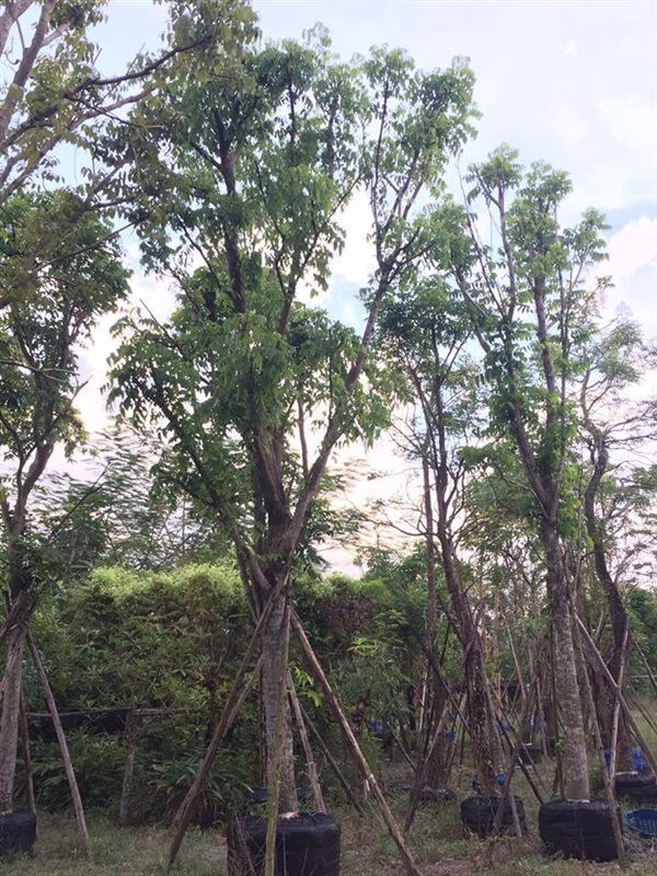 ต้นมะฮอกกานี | ปังปอนด์  การ์เดน - แก่งคอย สระบุรี