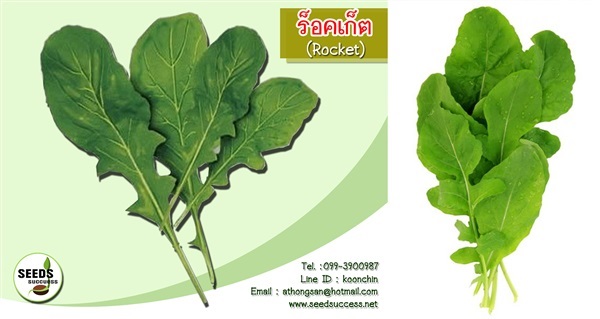 ร็อคเก็ต (Rocket Salad) / 150-200 เมล็ด | seedsuccess (ซีดซักเซส) - เขื่องใน อุบลราชธานี