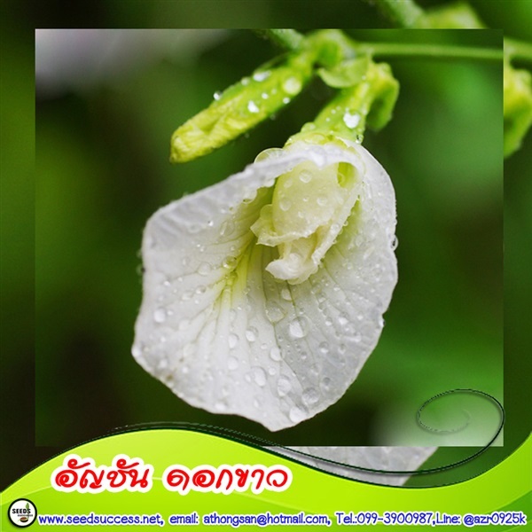 อัญชัน ดอกขาว (White Betterfly Pea)/ 50 เมล็ด | seedsuccess (ซีดซักเซส) - เขื่องใน อุบลราชธานี