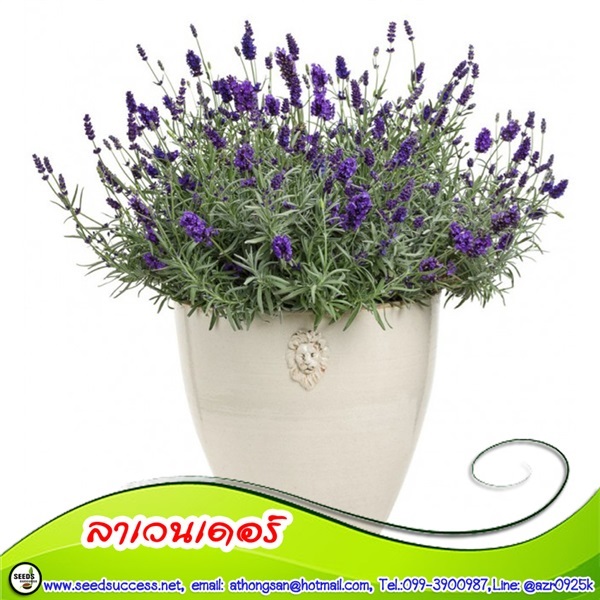 ลาเวนเดอร์ (English Lavender) / 20 เมล็ด