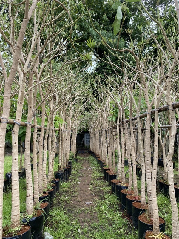 เหลืองปรียาธร หรือตะเบ | ไอลดา - เมืองปราจีนบุรี ปราจีนบุรี